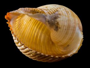 protective shell